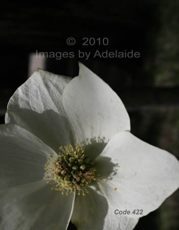 Single Dogwood Flower